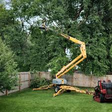 Best Tree Mulching  in Reno, TX